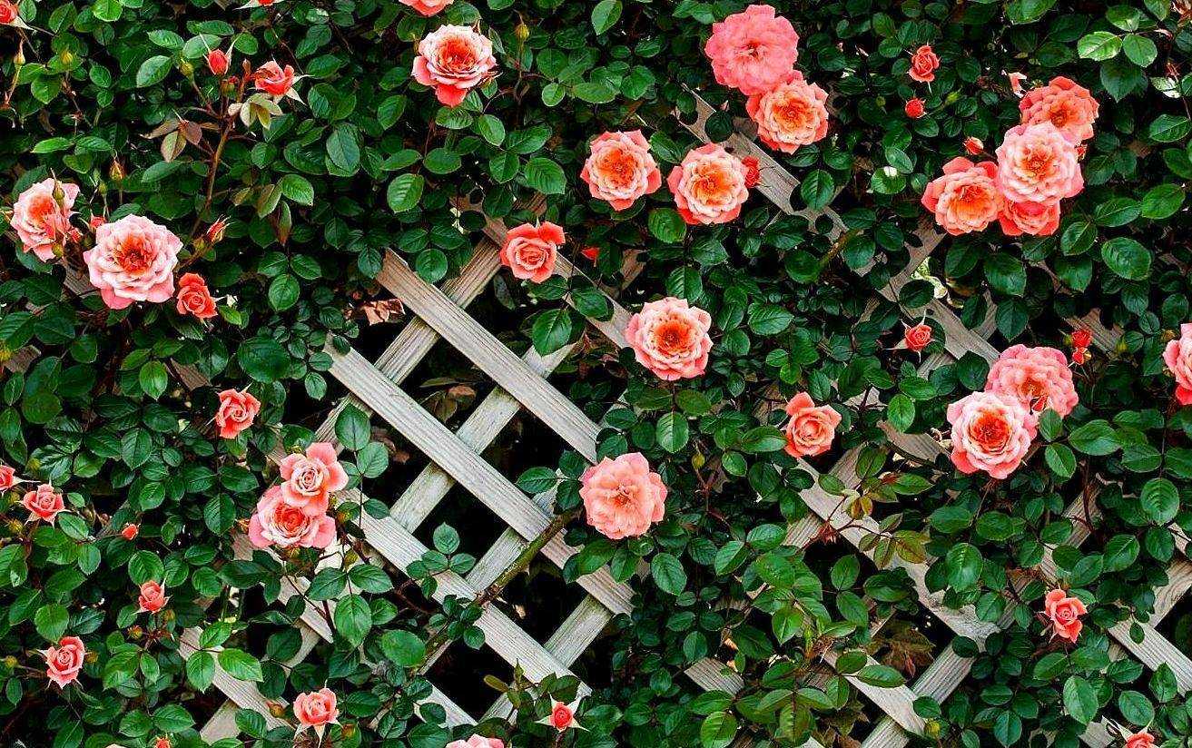 Украшаем участок плетистыми розами: базовые правила посадки и уход для постоянного цветения - огород, сад, балкон
                                             - 18 января
                                             - 43398620959 - медиаплатформа миртесен
