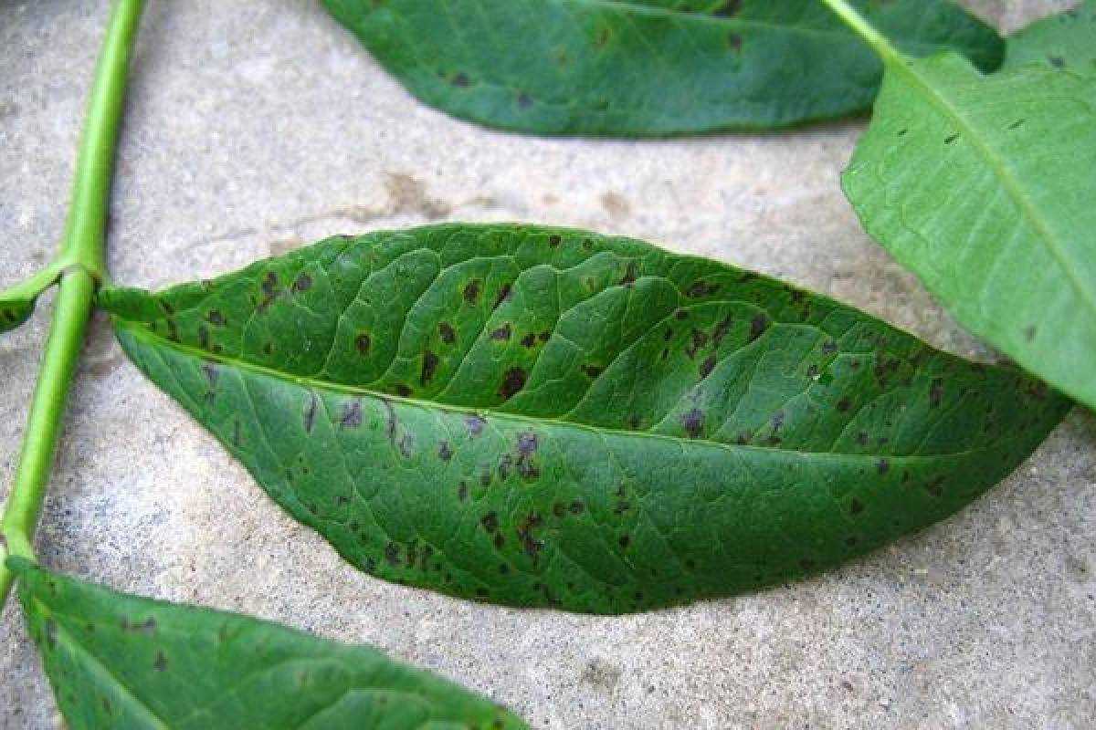 Основные причины пожелтения нижних листьев у флоксов – советы по лечению