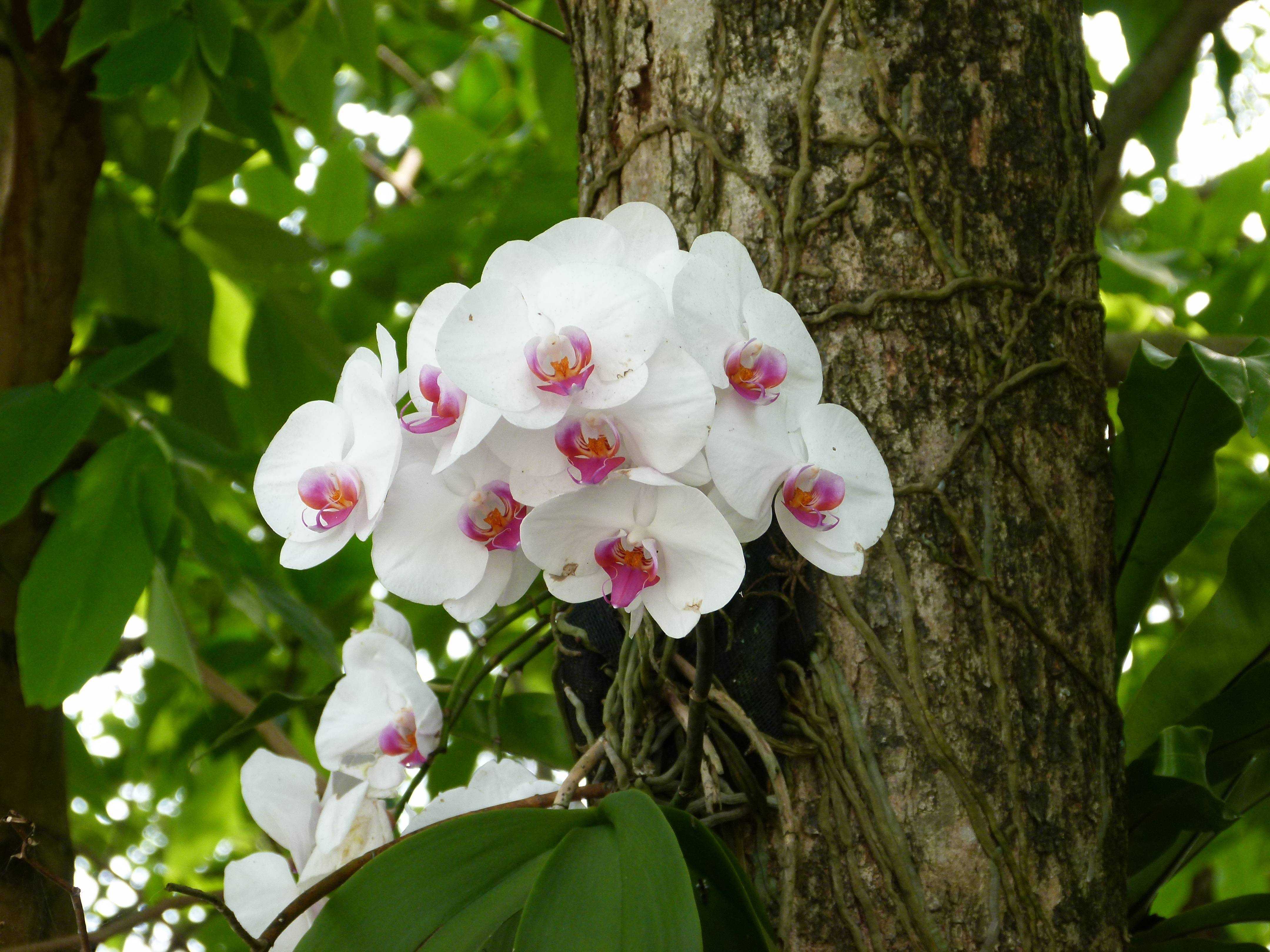 Особенности роста и развития орхидеи в природе, в каких регионах произрастают разные разновидности