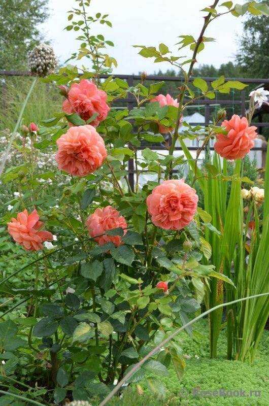 О розе саммер сонг (summer song): описание и характеристики сорта английских роз