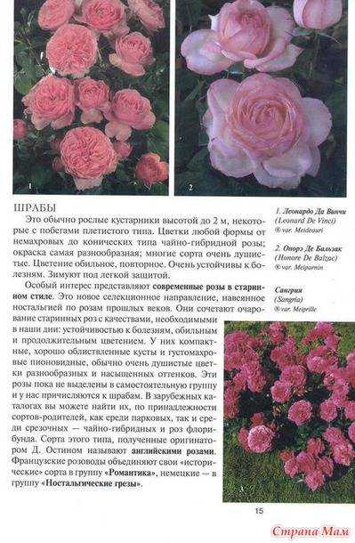 Шрабы (розы): описание, фото, посадка, уход :: syl.ru