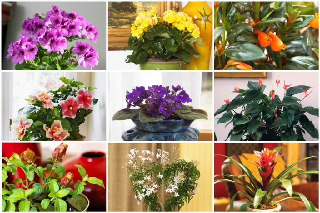 10 неприхотливых цветущих домашних цветов