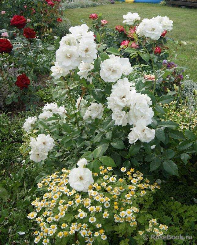 Вестерланд роза - характеристики сорта, советы по уходу, плюсы и минусы