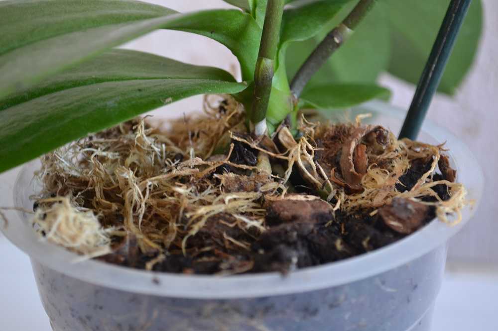 Хороший грунт для орхидей своими руками: правильный состав и приготовление