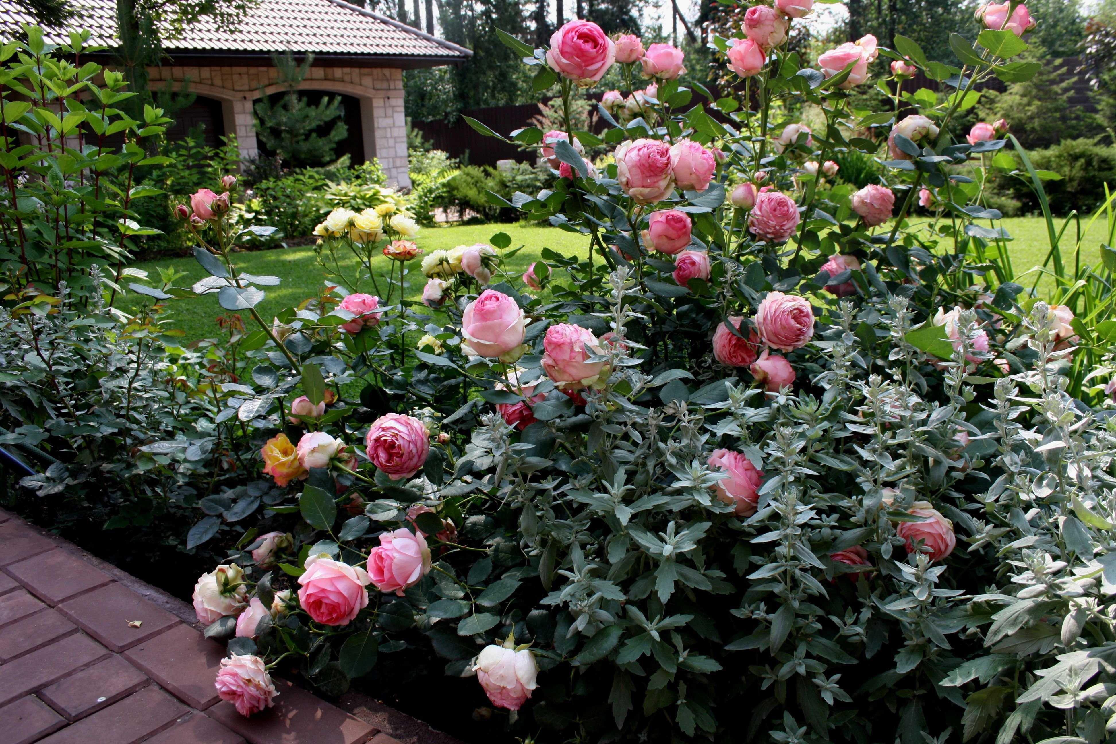 Почвопокровные розы: лучшие сорта, особенности посадки, выращивание и рекомендации по уходу - sadovnikam.ru