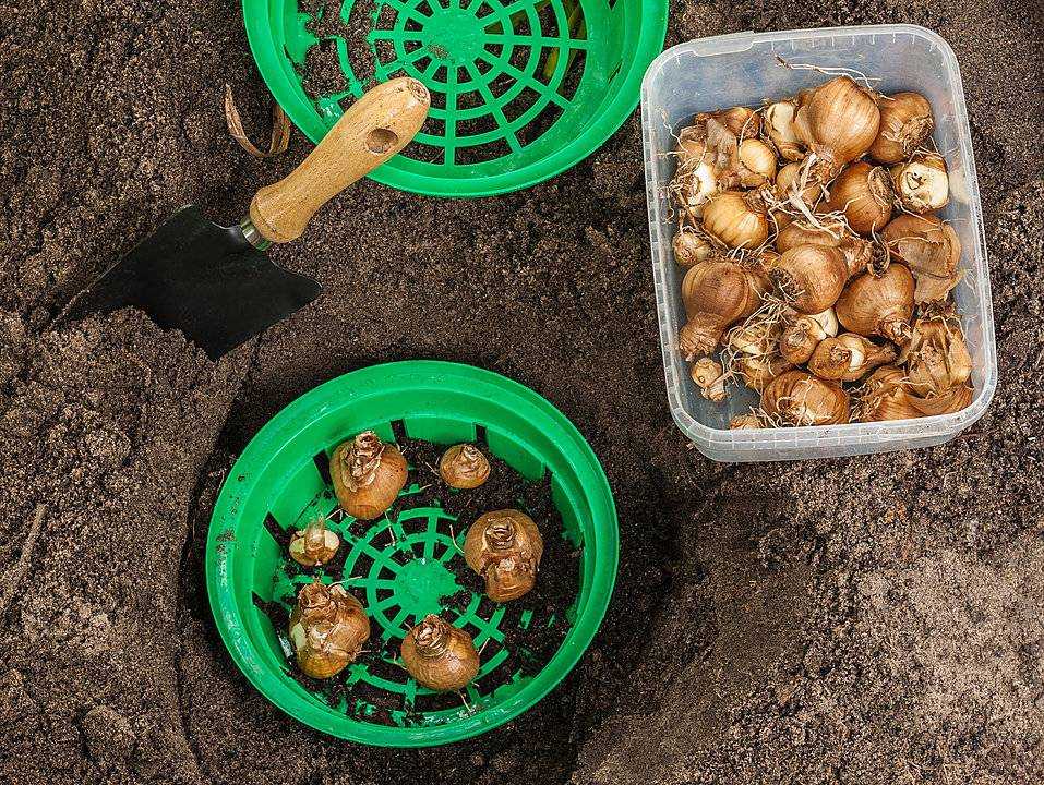 Как сохранить луковицы нарцисса после выкапывания на зиму — выкопка каждый год