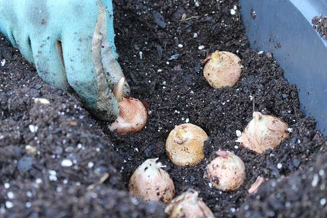 Как правильно посадить и ухаживать за гладиолусами в горшках