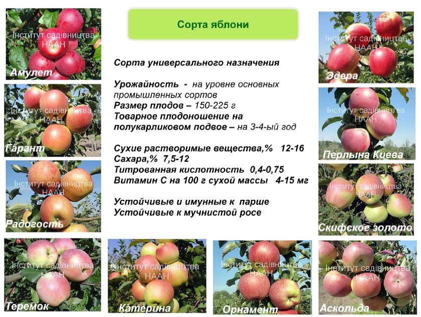 Описание сорта яблони роялти: фото яблок, важные характеристики, урожайность с дерева
