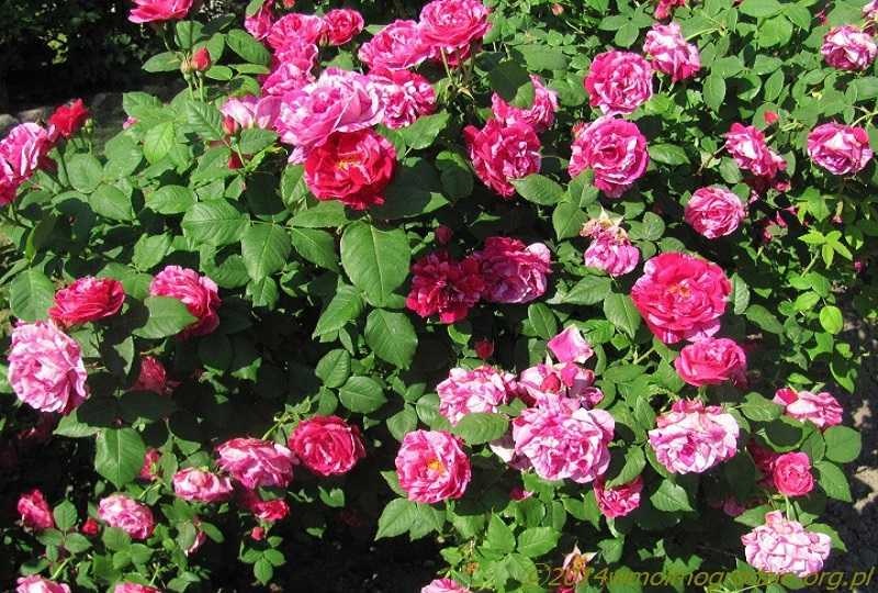 Роза фердинанд пичард: описание сорта