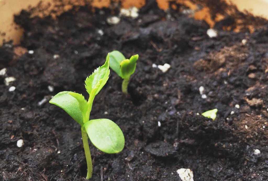 Топ-28 растений которые можно вырастить из косточки