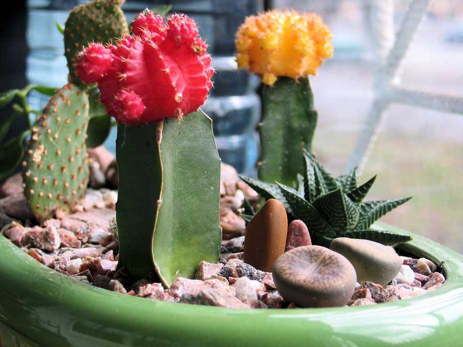 Кактусы в домашних условиях (фото) – разновидности и особенности их выращивания. правильные условия и уход за кактусами дома