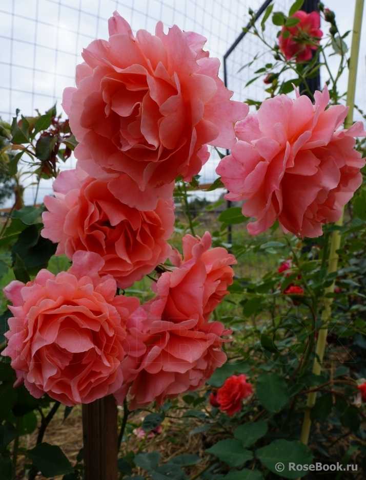 Плетистая роза амадеус, фото и описание