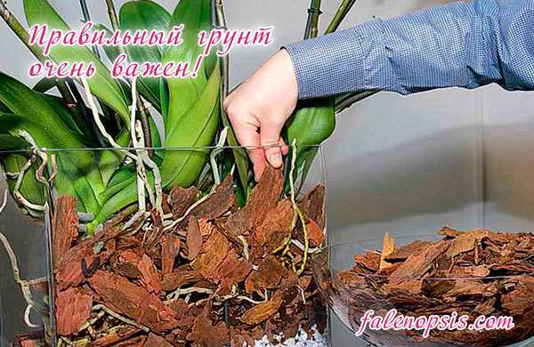 Грунт для орхидеи комнатной: во что нужно сажать, какой необходимый состав почвы должен быть для выращивания, подойдет ли обычная земля, и требования к смеси, фото русский фермер