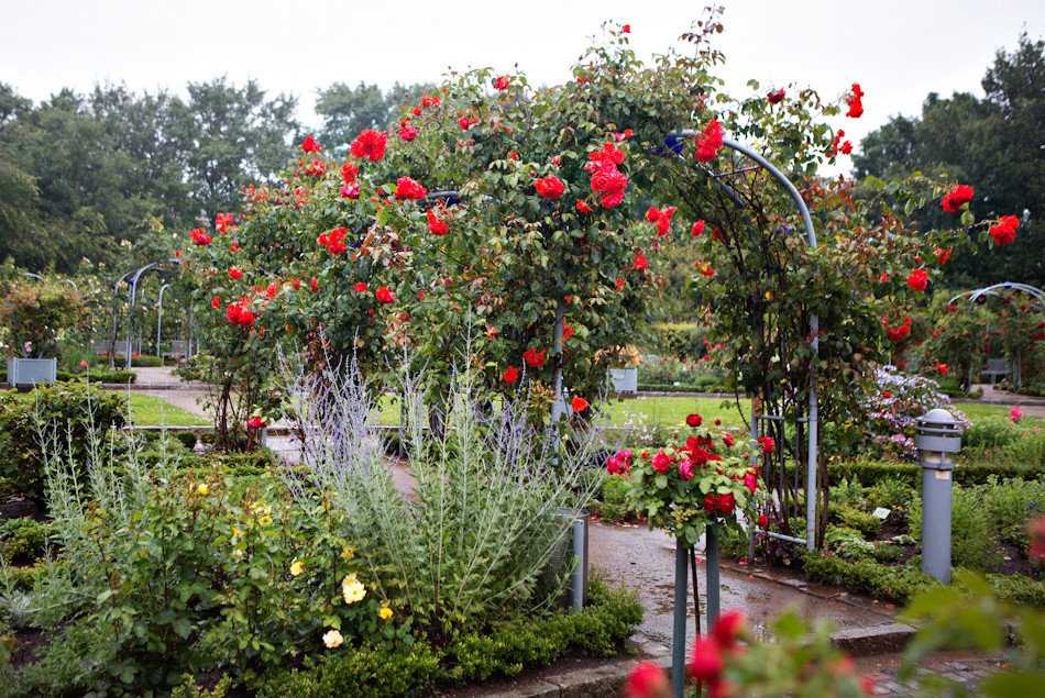 Полиантовые розы: фото и описание сортов, уход и выращивание из семян, черенков, укрытие на зиму