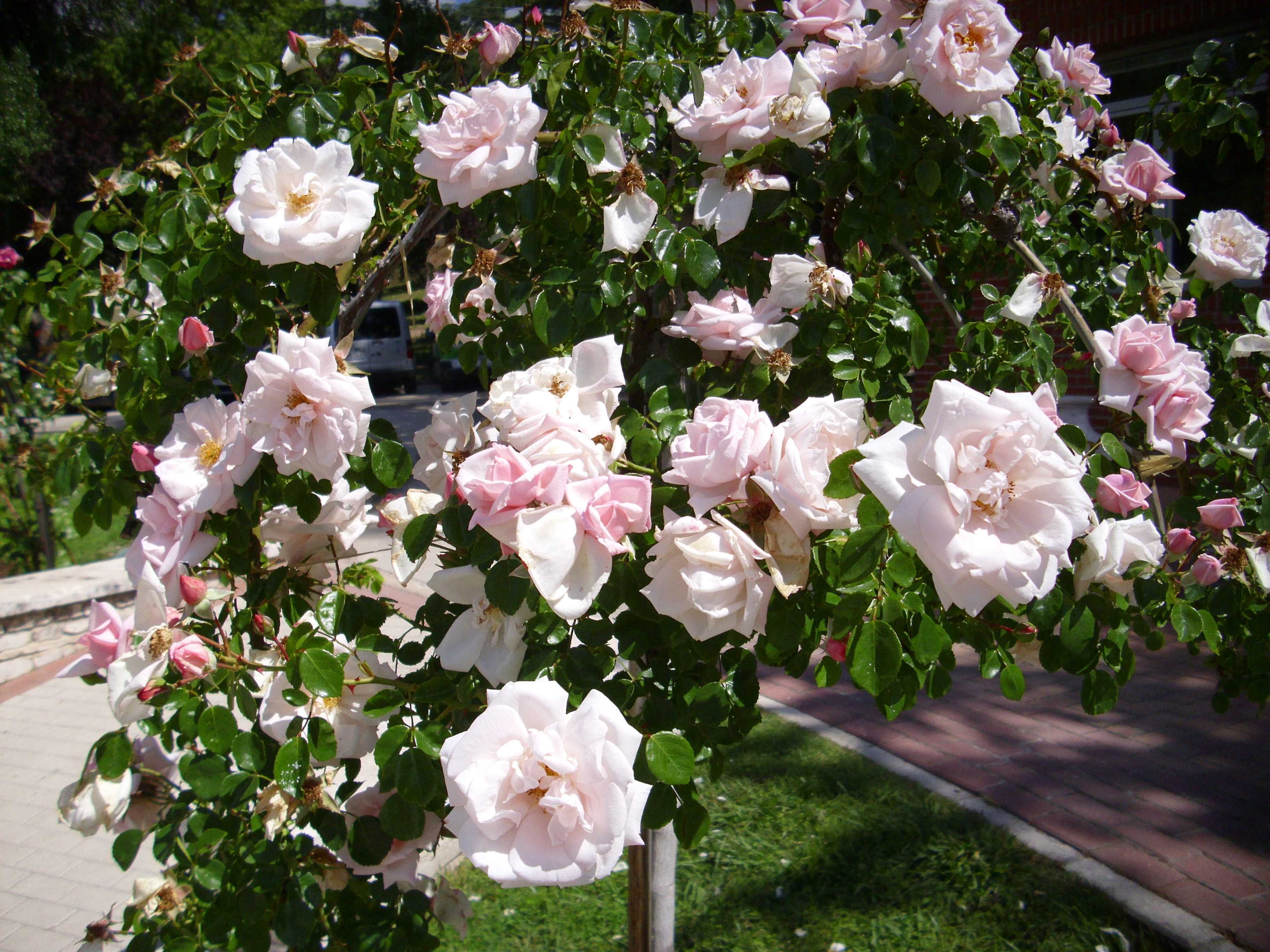 Плетистая роза нью даун (new dawn): описание, размножение, обрезка, отзывы, фото
