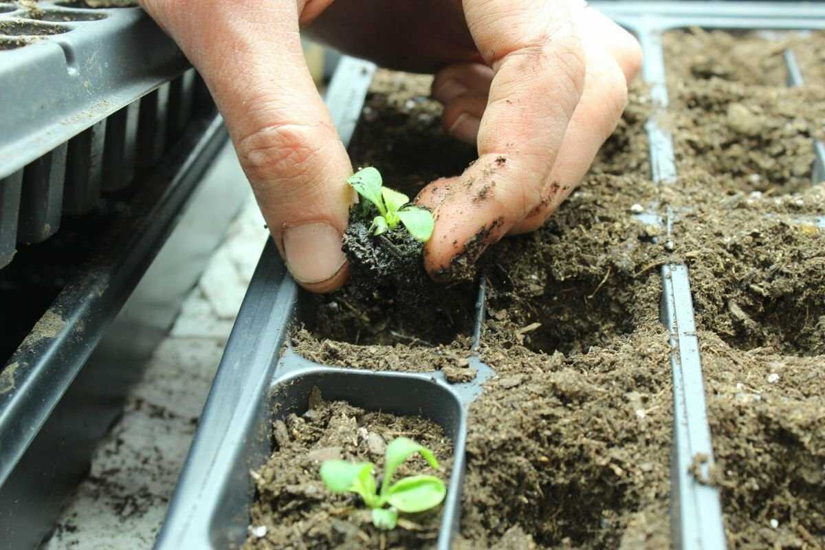 Когда и как высаживать рассаду петунии в открытый грунт: сроки высадки на клумбу и правила ухода