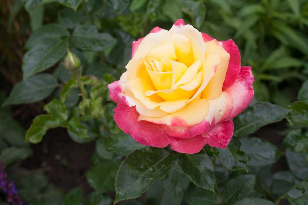 Роза пульман ориент экспресс описание сорта, фото, отзывы, как выращивать и ухаживать