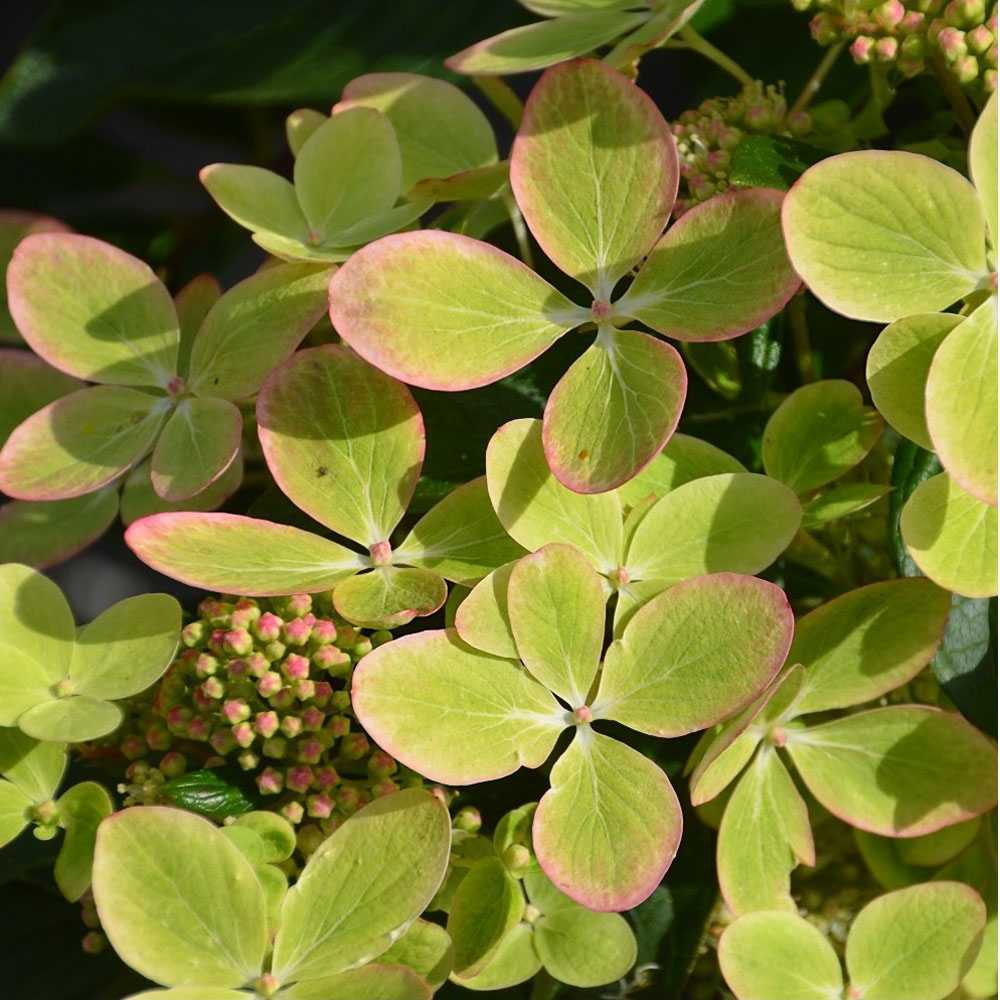 Гортензия метельчатая грандифлора (grandiflora): фото и описание, характеристики, где посадить осенью, обрезка, отзывы