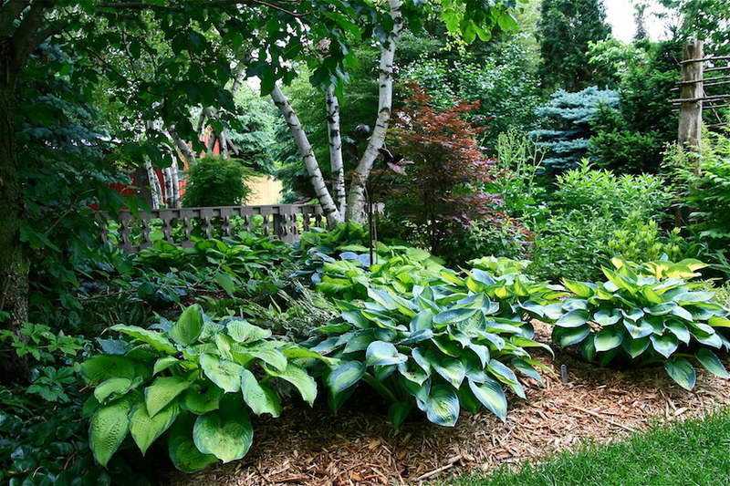 Папоротник в саду: посадка и уход, правила выращивания и секреты агротехники на даче