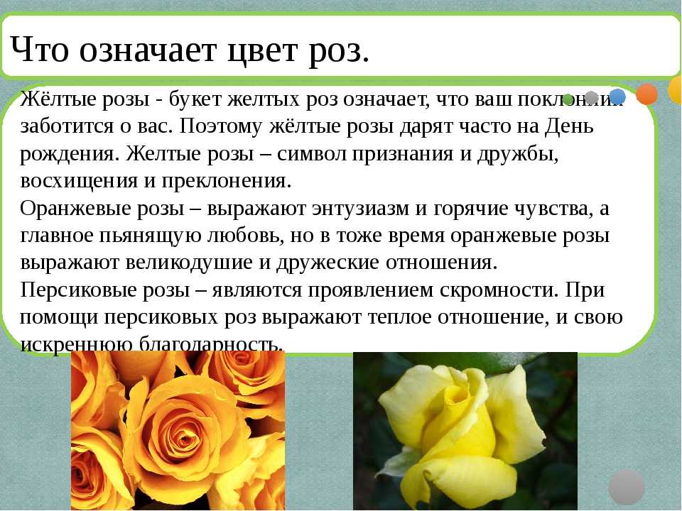Что означает цвет роз и их количество на языке цветов