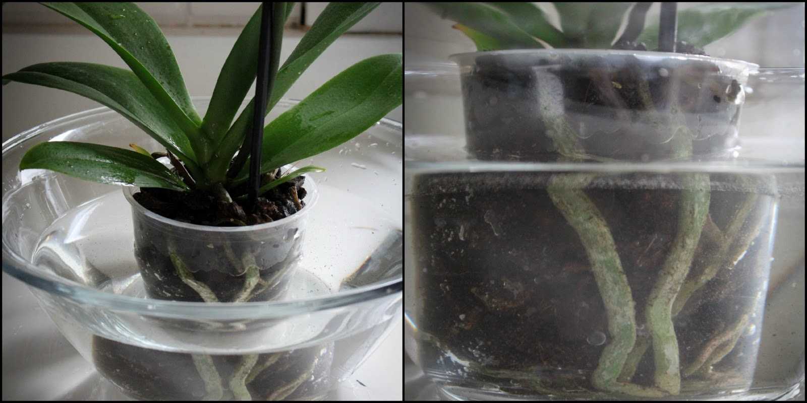 Подкормка орхидей чесноком с янтарной кислотой