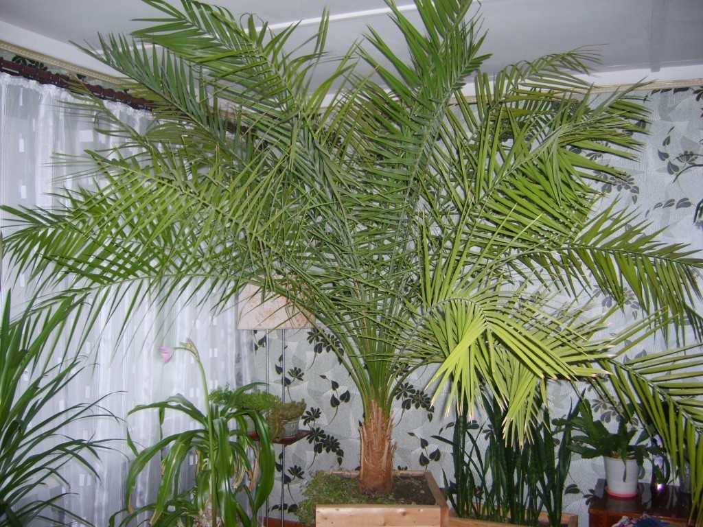 Финиковая пальма: выращивание, вредители и болезни