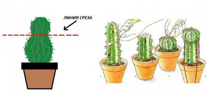 Как пересадить кактус в другой горшок, что делать с растением сразу после покупки