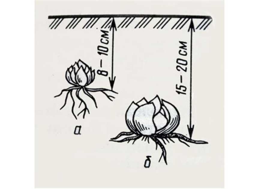 Лилия - цветок: фото и название, как ухаживать за лилиями, в домашних условиях, в горшке