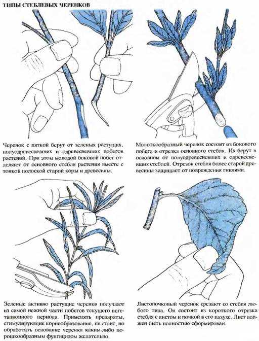 Варианты размножения декабриста: черенками, из листочка и другие примеры