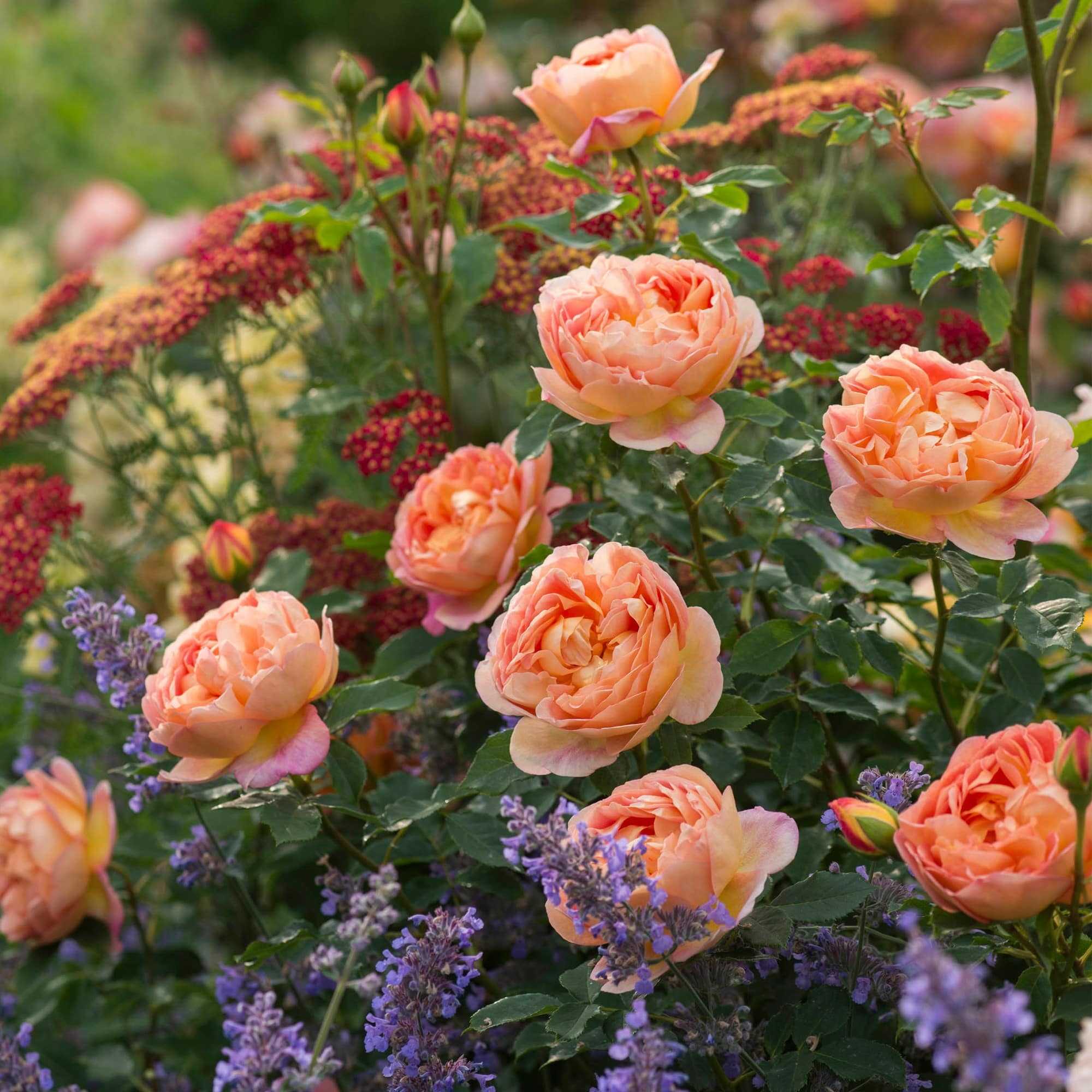 Роза английская леди оф шалот: описание сорта - выращивание