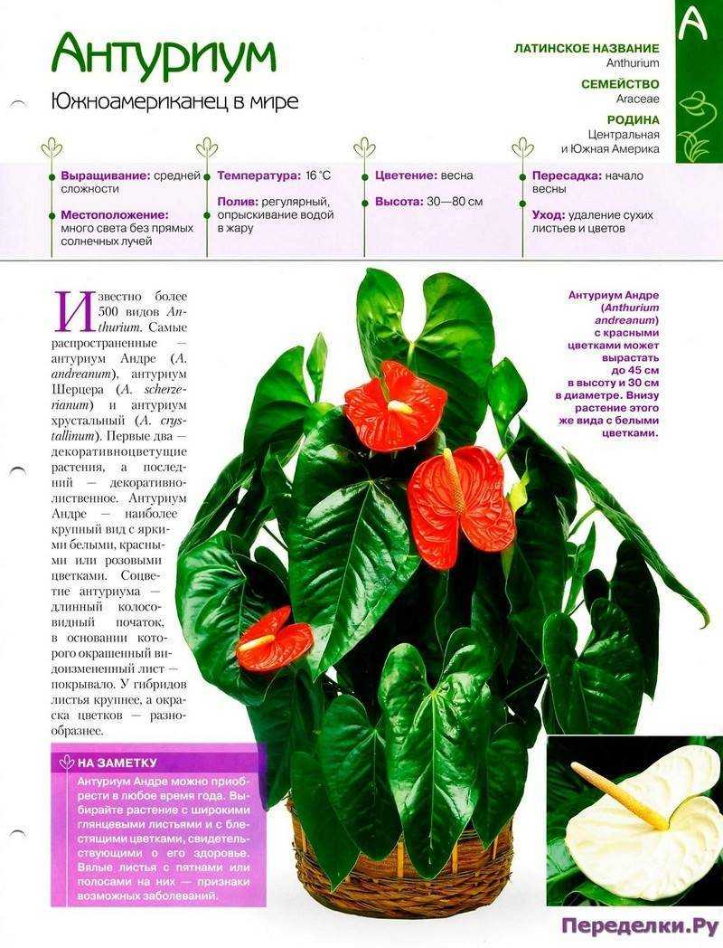 10 правил выращивания антуриума для длительного цветения. уход в домашних условиях. фото — ботаничка.ru