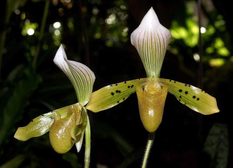 Орхидея венерин башмачок: уход за цветком в домашних условиях, внешний вид и фото сорта пафиопедилум, происхождение названий "башмак" и "туфелька"