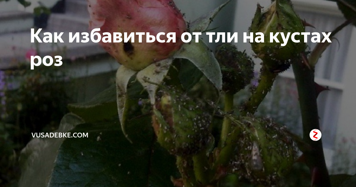 ᐉ почему у домашней розы опадают бутоны - ogorod-u-doma.ru