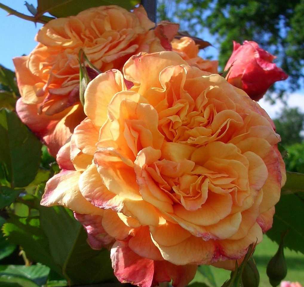 Плетистые розы, которые цветут все лето: зимостойкие сорта