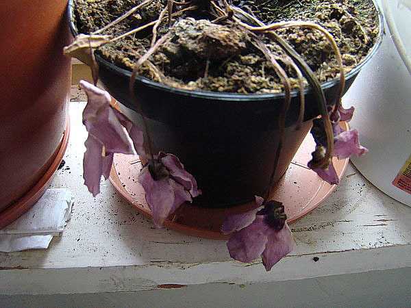 Как реанимировать домашний цветок: засыхающий, замерзший, залитый в домашних условиях | клуб цветоводов