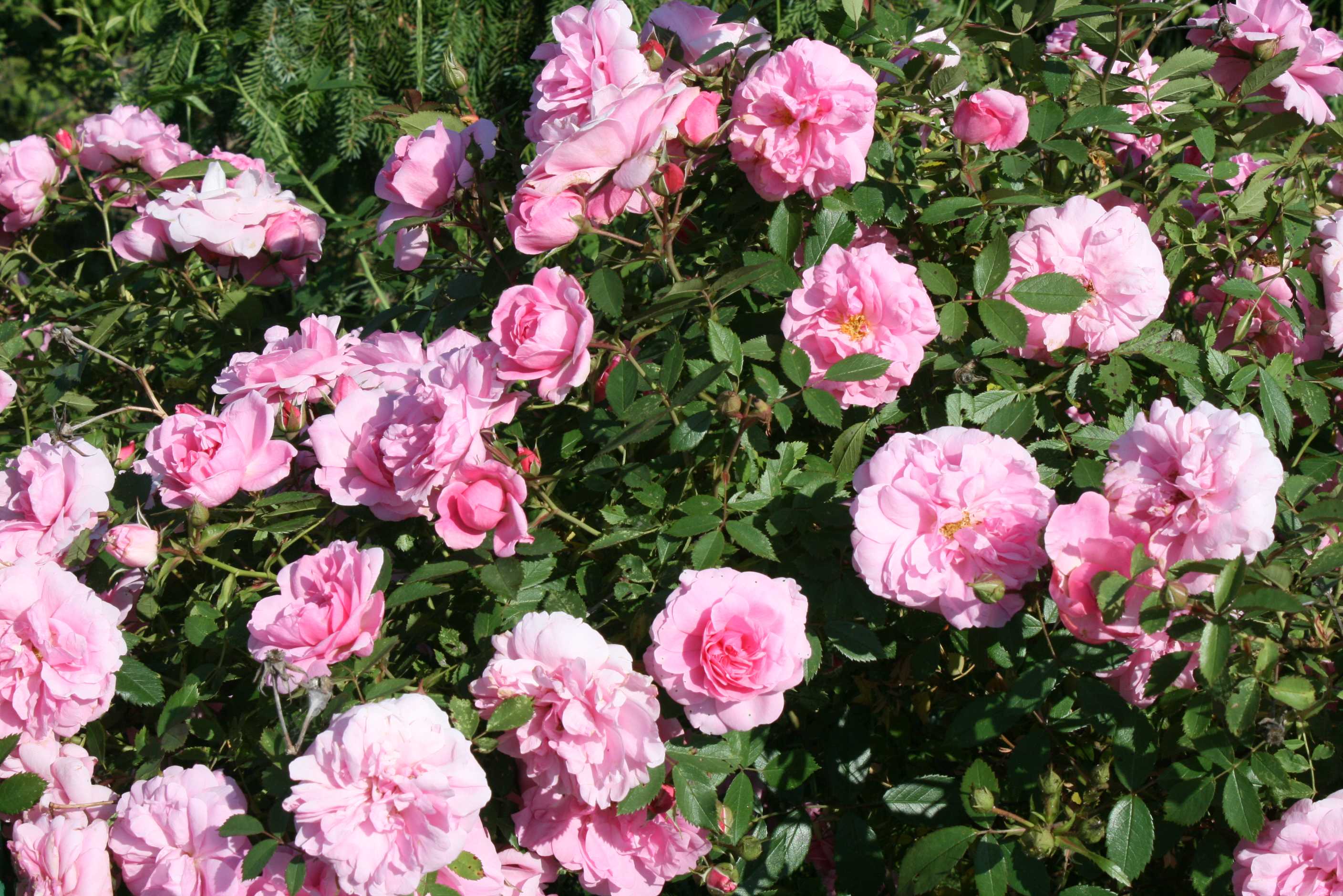 Роза мартин фробишер – благородная и изысканная. специфические особенности и недостатки