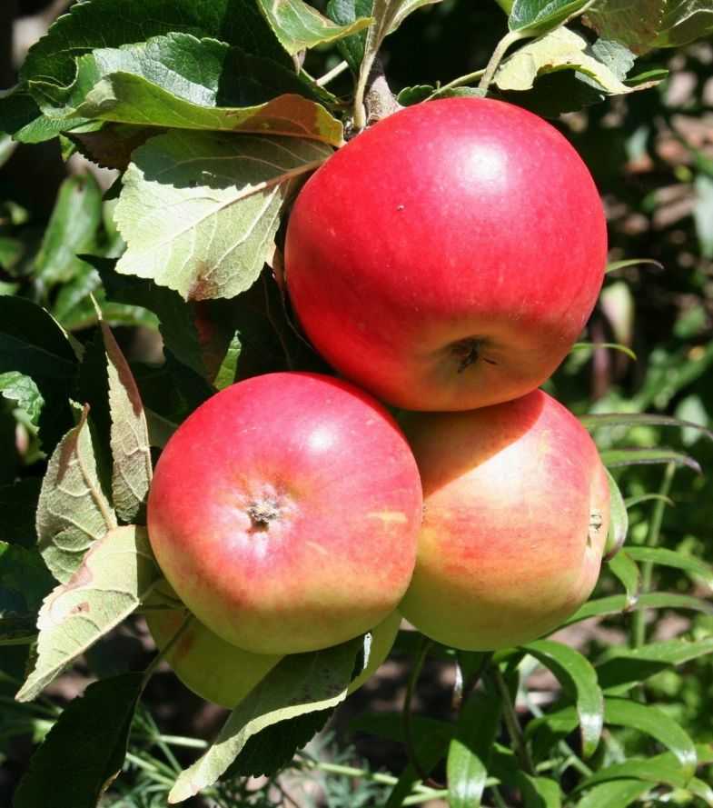 Сорта яблок: осенние, зимние, летние. старинные и новые сорта
