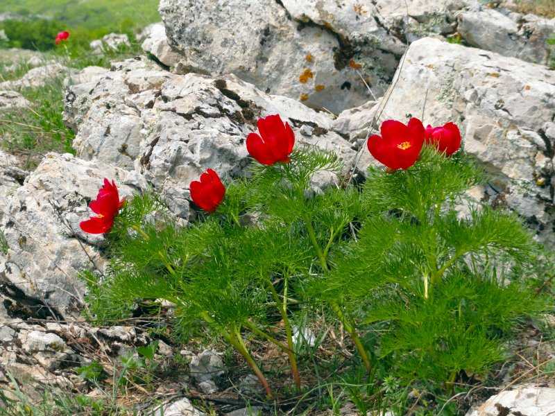 Пион тонколистный — посадка цветов и размножение