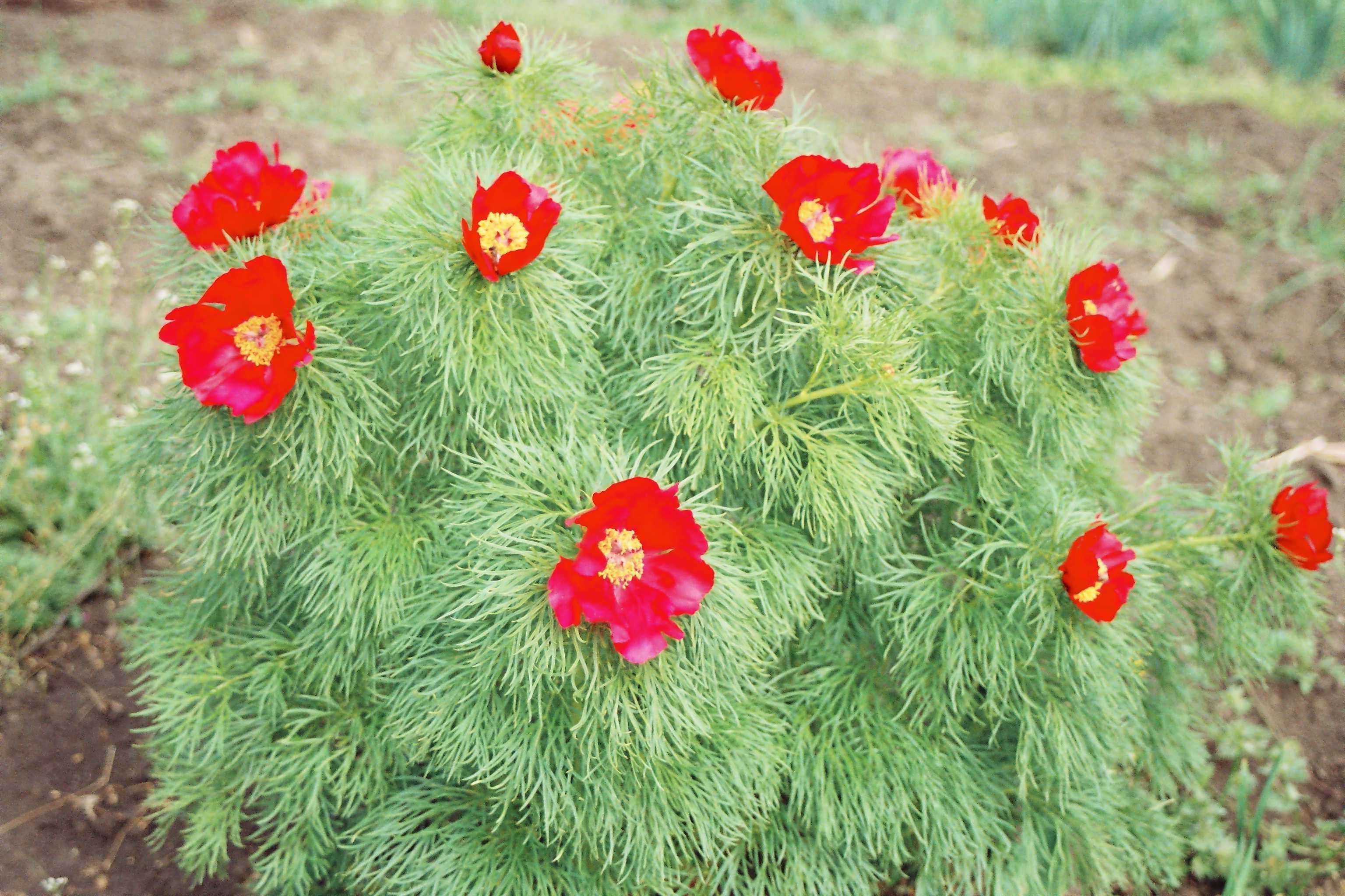 Кавказский пион: дикий аленький цветочек из красной книги