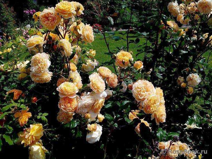 Английская роза кроун принцесса маргарет: фото, описание и отзывы о сорте дэвида остина