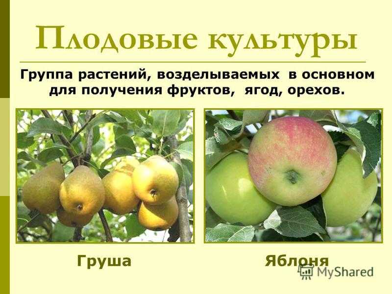 Яблоня ренет симиренко: описание, выращивнаие