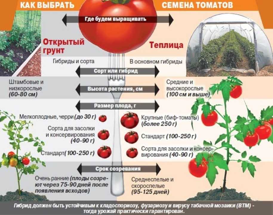 Правильная посадка рассады томатов в открытый грунт
