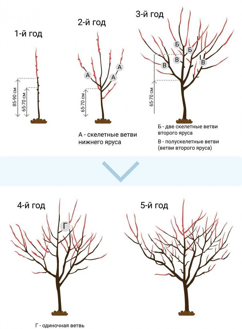 Формирование черешни кустом фото