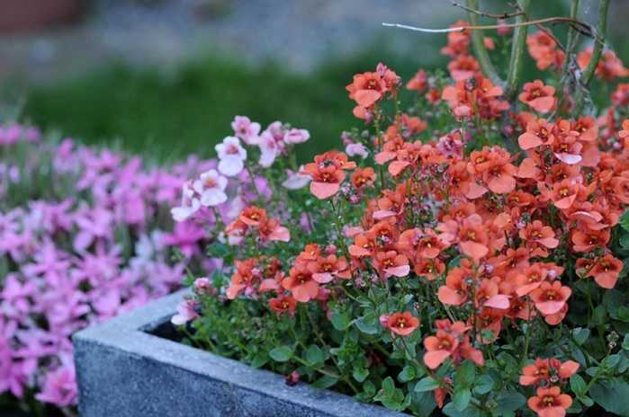 Цветы немезия – выращивание из семян, посадка в открытый грунт, уход, фото