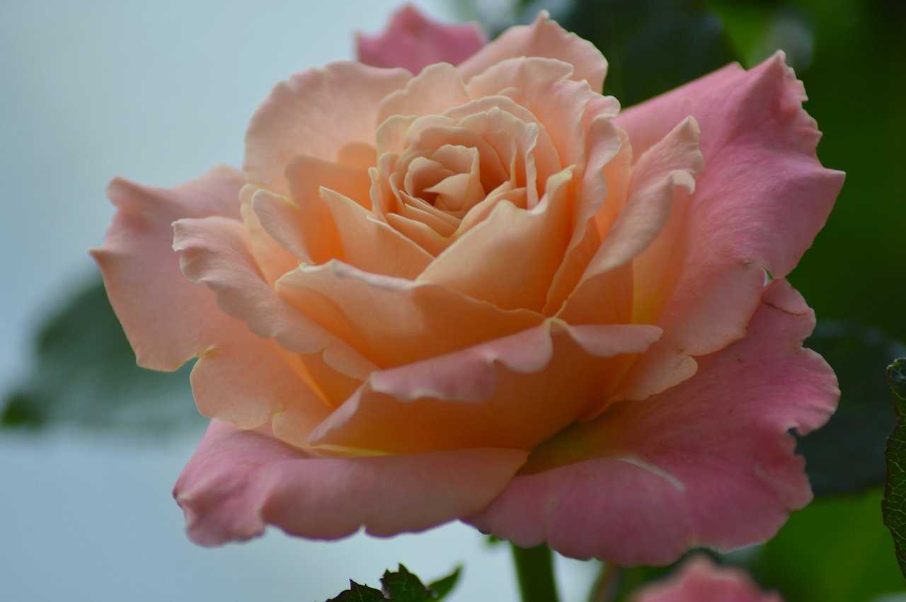 Чайно-гибридные розы: описание, сорта, посадка и уход