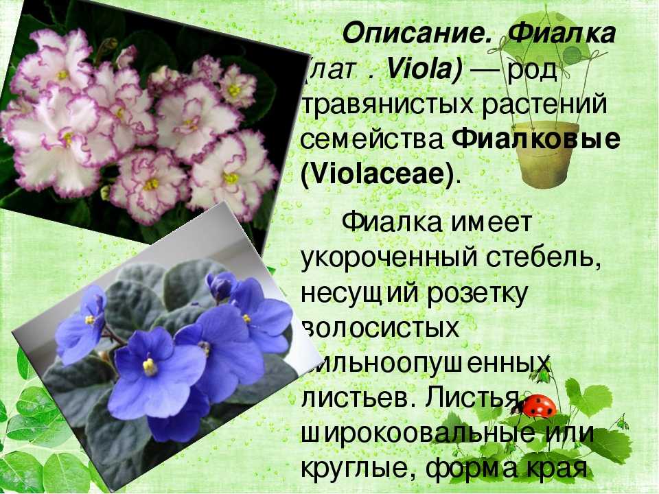 Фиалка ледяная роза: описание, фото цветка, выращивание, посадка, особенности ухода, полив,подкормки, размножение, болезни