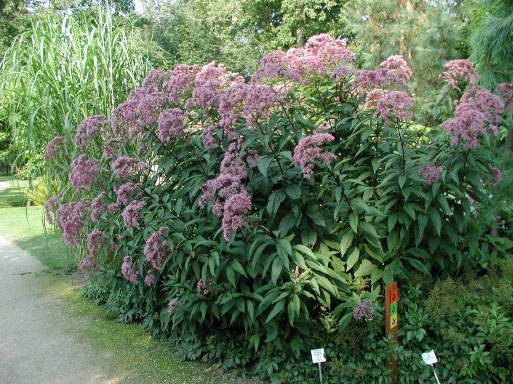 Посконник шоколад фото и описание Посконник Eupatorium hibrida "Baby Joe" : С2/3 Сибирские газоны - Сибирские газо