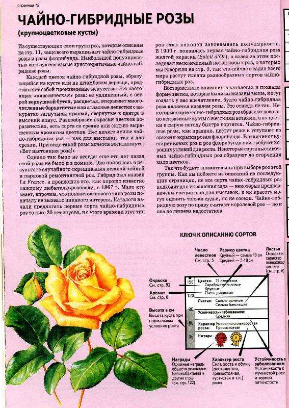 Роза Минерва Minerva — описание представительницы бельгийской селекции, как выглядит, отличительные черты Особенности выращивания флорибунды, как ухаживать за синей розой, нюансы цветения