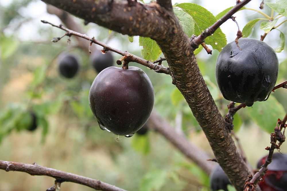 Описание сорта абрикоса черный принц — особенности посадки и ухода