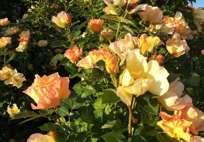 Роза Катберт Грант Cuthbert Grant — очень душистая разновидность из канадской коллекции Marshall, как выглядит, описание Агротехника розы сорта Кутберт Грант, как ухаживать за парковой культурой, обрезка и размножение